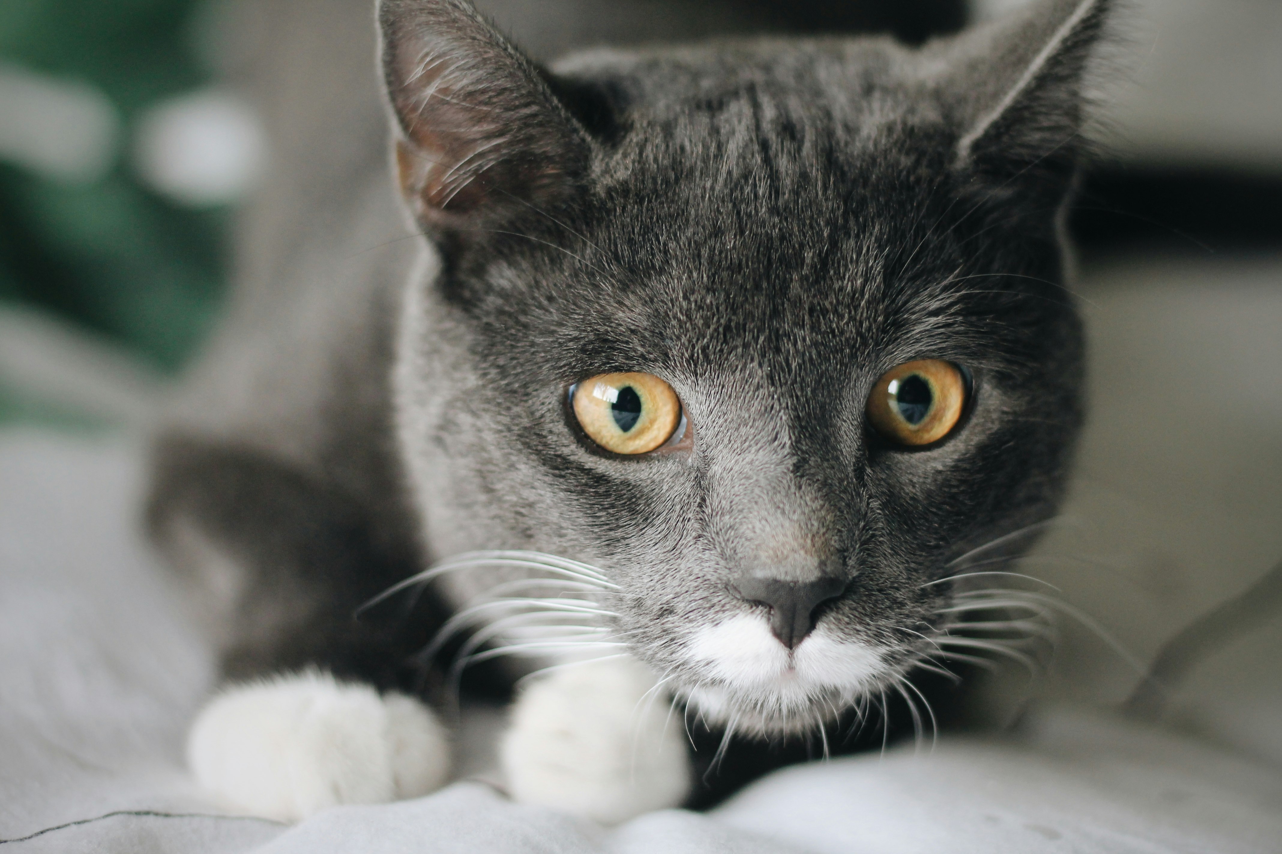 black and white cat on white textile